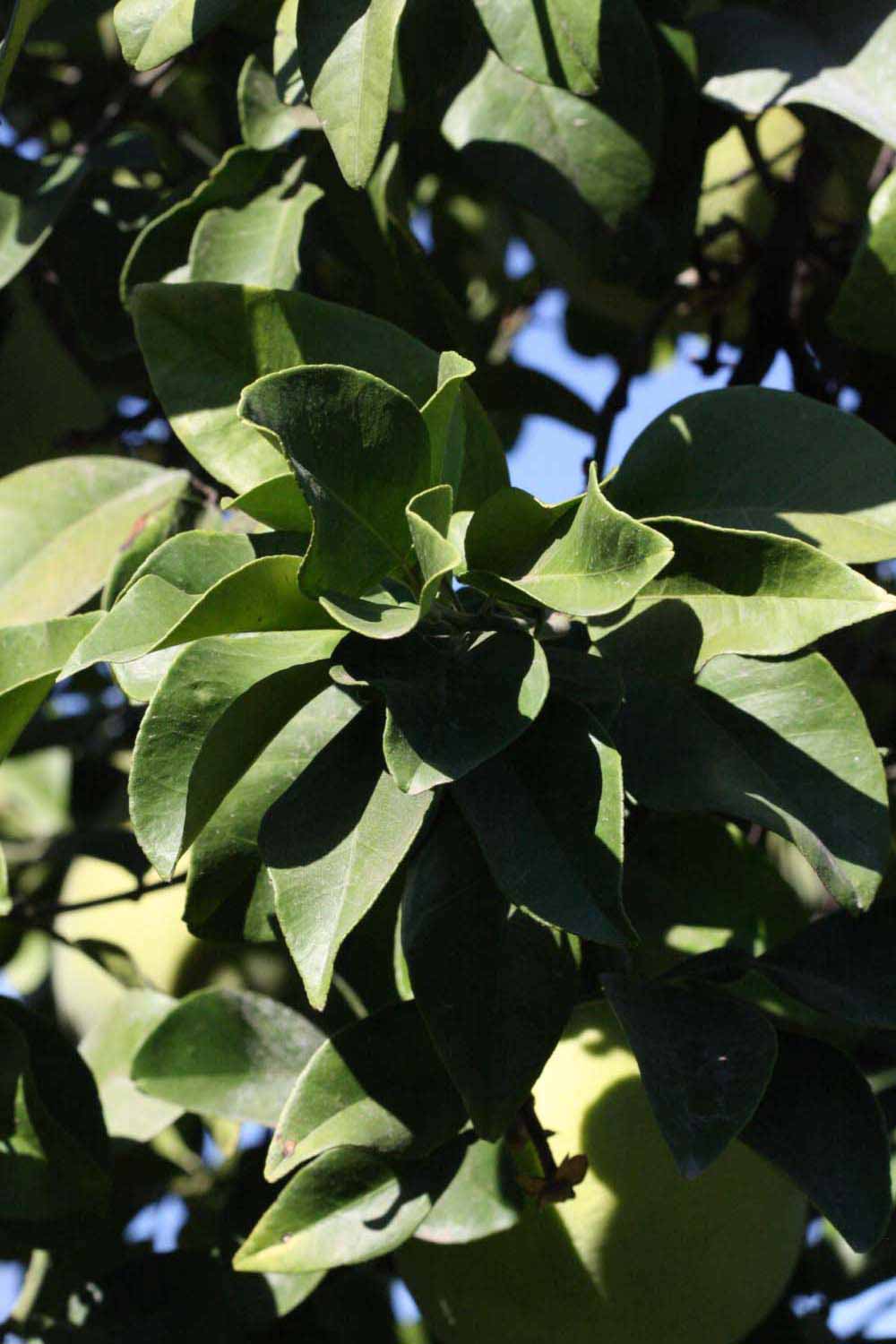              Sun leaves (Riverside, CA)       